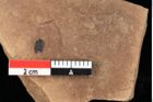 Foto (Detailansicht) von Pinus praepinea Ettingshausen (NHMW-GEO-2024-0188-0272)